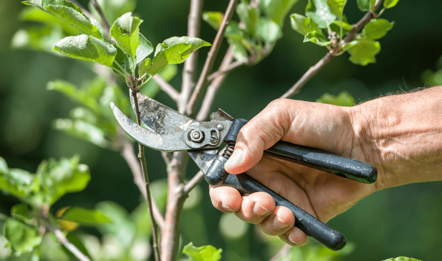 TREE TRIMMING